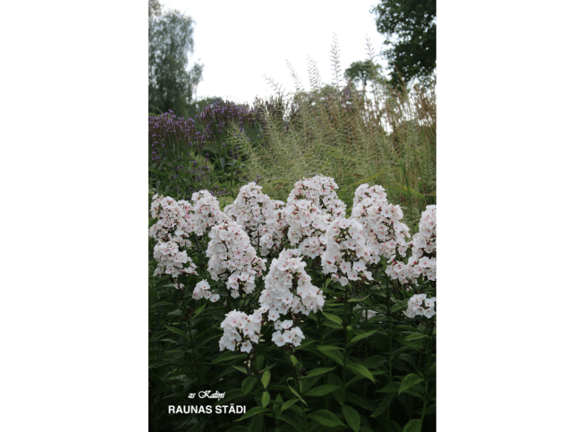 Phlox paniculata   'Popeye'